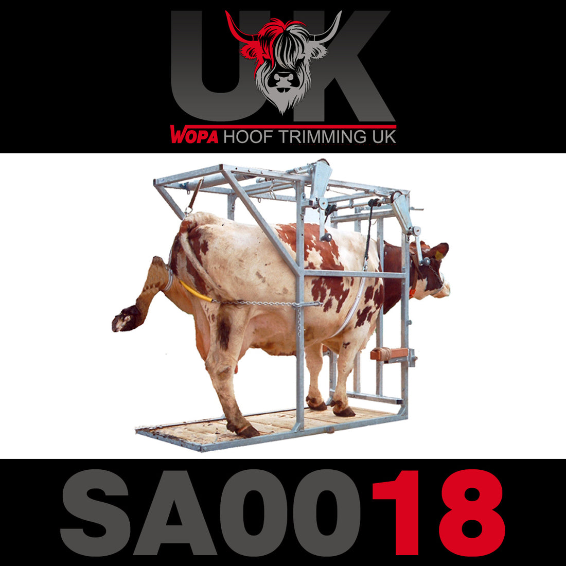 Cow in a metal hoof trimming treatment box with WOPA Hoof Trimming UK branding. sa0018